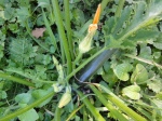 courgettes 2014