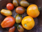 tomates 2014