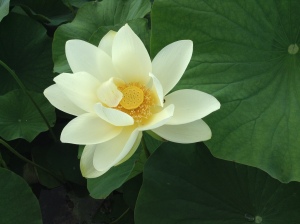 Lotus blanc acquis chez le fournisseur du peintre impressioniste Claude Monet