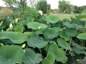 Vue du bassin. Au début il y avait un pied de lotus. C'était il y a trois ans.